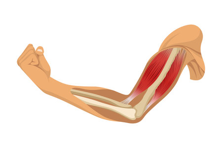 Arm muscle biceps with skeleton. Muscle tension of human hand on white background. Bones and joints in male silhouette. Medical vector illustration of hand for clinic or hospitalのイラスト素材