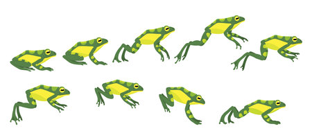 Frog jumping animation icon set. Sequences or footage for motion design. Cartoon toad jumping, animal movement concept. Animated process of frogs leaps sequence, vector illustrationのイラスト素材