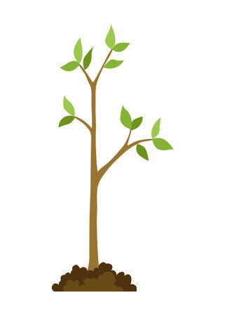 Stage of tree growth. Small tree growth with green leaf and branches. Illustration of business cycle developmentのイラスト素材