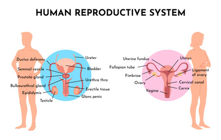 Human Reproductive System Vector Illustration Diagram, Male and Female. Medicine educational informationのイラスト素材