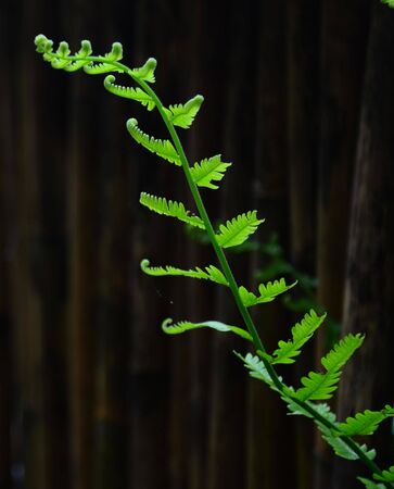 Thai Nguyen Province/ Vietnam - 06 10 2016: a fern leaf growing greenの写真素材