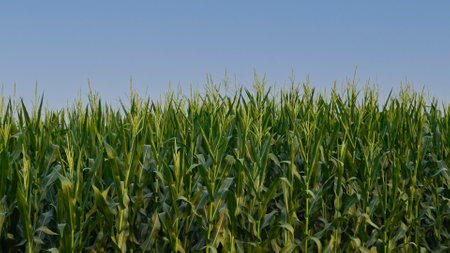Cultivated corn field with closeup corn. Corn plant concept.