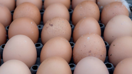eggs in a box for sell. eggs at the market.の写真素材
