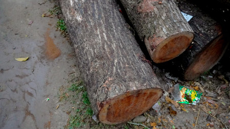 A pile of wood in sawmill. storage of timber in sawmill. Wood resources concept.の写真素材