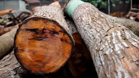A pile of wood in sawmill. storage of timber in sawmill. Wood resources concept.の写真素材