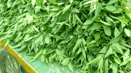 Fresh vegetable in the street market.の写真素材