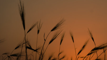 ears of wheat on sunset. crops field sunset wallpaper.の写真素材