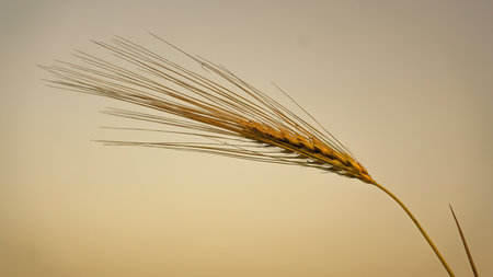 Cultivated wheat field. closeup of wheat ears.の写真素材