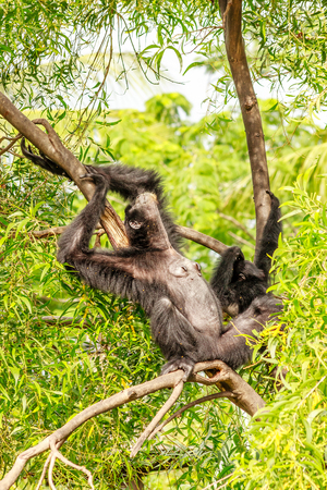 monkey act funny while young monkey close his faceの写真素材