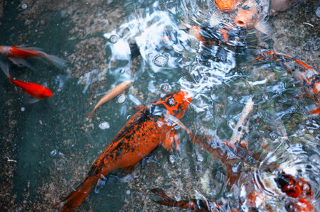 Japan fish