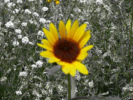 Sunflower (Helianthus anuus)の写真素材