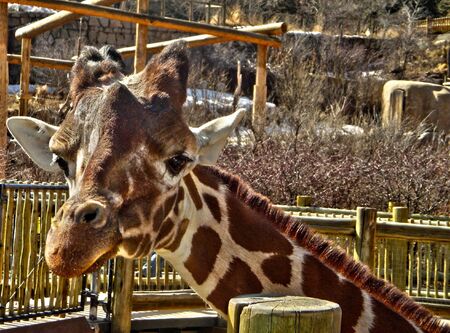 Giraffe (Giraffa camelopardalis)の写真素材