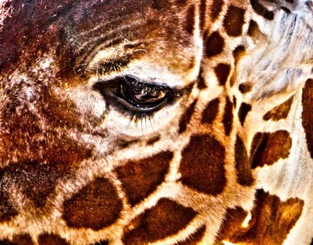 Giraffe eye (Giraffa camelopardalis)の写真素材