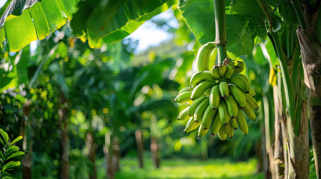 A vibrant banana plantation showcases a healthy bunch of bananas hanging amidst lush green foliage, perfectly lit by the natural sunlight, creating a serene tropical atmosphere.の素材