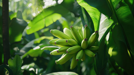 A close-up of a cluster of green bananas nestled among vibrant tropical foliage, showcasing the lush environment and unhealthy growth cycle typical of fruits in their natural habitat.の素材