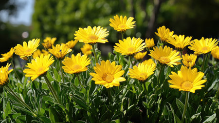 A vibrant display of bright yellow daisies blooming in a lush green garden, showcasing the beauty of nature under the warm sunlight. Ideal for floral photography.の素材