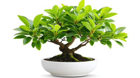 A beautiful bonsai tree with lush green leaves sits gracefully in a modern white pot, symbolizing tranquility and the beauty of nature in indoor spaces.の素材