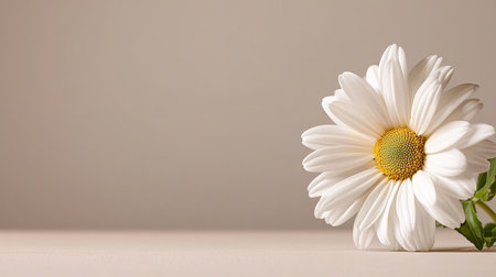 This image features a single white daisy flower gracefully positioned on a soft beige background. The delicate petals and green leaf create an elegant, serene atmosphere, ideal for nature-themed projects or floral designs.の素材