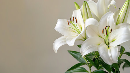 A stunning close-up of elegant white lilies displaying their delicate blooms and lush green leaves, perfect for enhancing any space with a touch of natural beauty.の素材