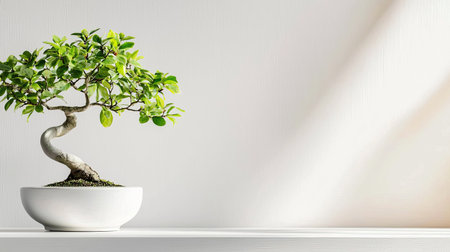 Discover the serene beauty of an elegant bonsai tree in a minimalist pot, perfect for enhancing any indoor space with a touch of nature and tranquility.の素材