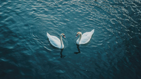 A pair of swans swimming in a Korean lake, leaving room for copy space in the water.の素材