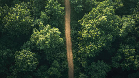 A bird's-eye view of a forest trail cutting through the trees, with room for copy above.の素材