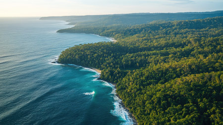 Aerial view of a forest bordering a coastline, with the ocean visible in the background, leaving space for text.の素材
