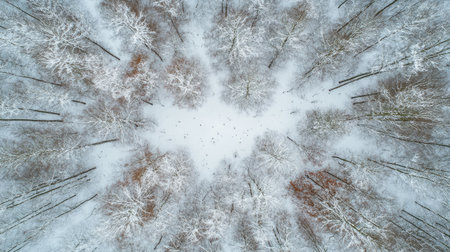 Bird's-eye view of a forest in the middle of winter, with bare trees and snow, leaving space for copy.の素材