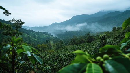 Discover a breathtaking landscape showcasing a coffee plantation enveloped in misty mountains. The serene environment invites exploration and connection with nature.の素材
