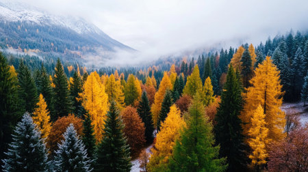 A stunning view of an autumn forest showcasing a blend of golden and evergreen trees surrounded by misty mountains, capturing the essence of tranquility in nature.の素材