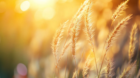 Captivating close-up of grass blades illuminated by golden sunlight, capturing nature beauty and warmth. Ideal for serene and peaceful themes.の素材