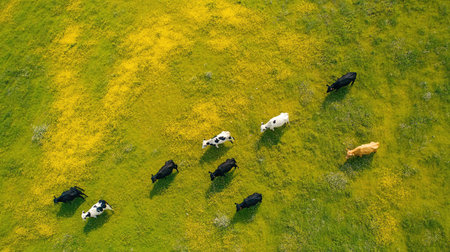 Aerial view of cows grazing peacefully on lush green pasture with patches of vibrant yellow wildflowers, showcasing a serene rural landscape and harmony with nature.の素材