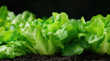 Vibrant green lettuce thrives in rich soil, showcasing healthy growth under natural light conditions. Ideal for highlighting organic farming and fresh produce.の素材