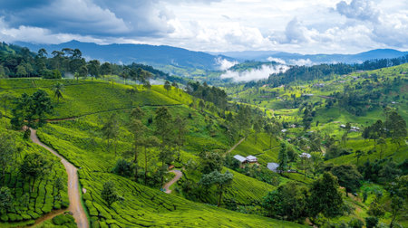 A breathtaking view of a tea plantation nestled in lush green hills under a dynamic sky filled with clouds, showcasing the tranquility of nature.の素材
