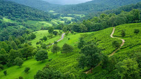 Breathtaking view of serene green hillsides dotted with tea plantations and winding pathways, perfect for nature lovers and outdoor explorers seeking tranquility.の素材