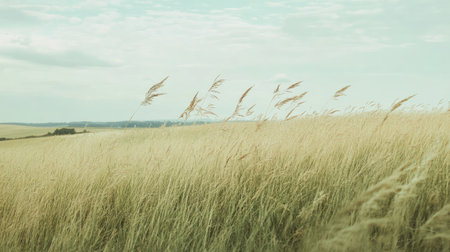 Wide open summer fields with tall grass swaying in the breeze, leaving room for copyの素材