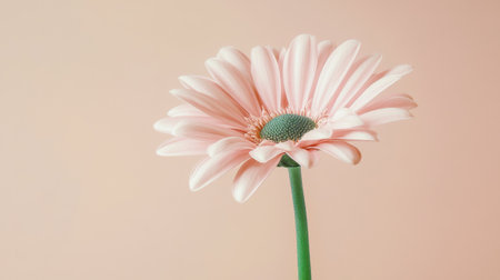 A pink flower with a green stem, emphasizing its delicate beauty and the contrast between its colors.の素材