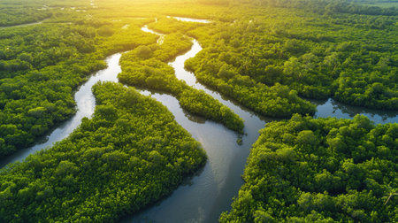 Lush Southeast Asian mangrove forest with winding waterways, natural habitat, no peopleの素材