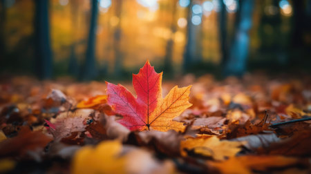 A close-up of autumn leaves in a New England forest with vibrant colors. No people, copy space.の素材