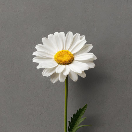 A stunning white daisy flower stands gracefully against a minimalist gray background, capturing the essence of beauty and simplicity in nature.の素材