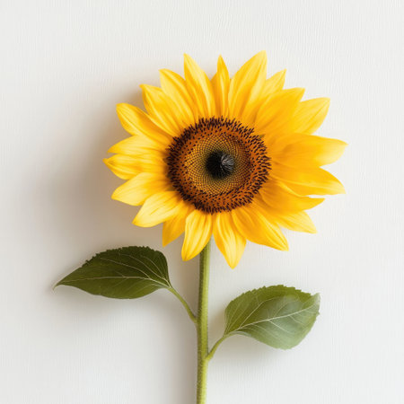 A stunning close-up of a sunflower showcases its bright yellow petals and dark center against a soft, neutral background, radiating natural beauty.の素材