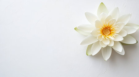 A beautiful white water lily displays its delicate petals against a soft white backdrop, representing purity and tranquility in nature, ideal for calming decor or wellness themes.の素材