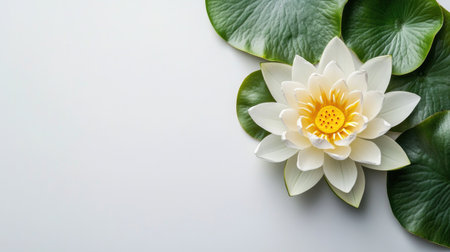 A delicate white water lily gracefully floats on green lily pads, creating a peaceful ambiance. This image captures the essence of natural beauty and tranquility, ideal for wellness themes.の素材