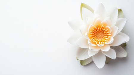 Discover the tranquil beauty of a white water lily flower featuring soft petals and a vibrant yellow center, perfect for serene nature-themed projects or decorations.の素材