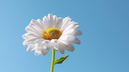 A stunning white daisy flower captured against a clear blue sky, symbolizing beauty and simplicity. Ideal for nature-themed projects or designs.の素材