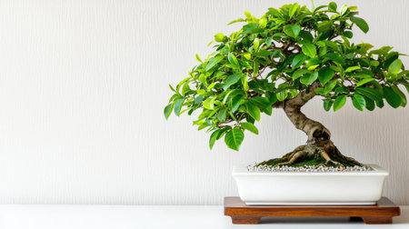 This stunning image showcases a lush green bonsai tree in a modern white pot filled with decorative stones, symbolizing tranquility and harmony.の素材