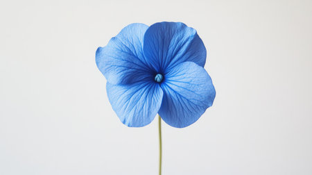 A stunning blue flower stands alone against a clean white background, showcasing its delicate petals and vibrant color, perfect for nature-themed art.の素材