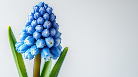 This stunning blue hyacinth flower showcases intricate petals and vibrant color, perfect for adding elegance and freshness to any floral arrangement or decor.の素材