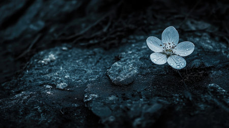 A stunning close-up of a delicate white flower resting on dark rocks, accentuated with glistening water droplets, showcasing beauty in nature.の素材