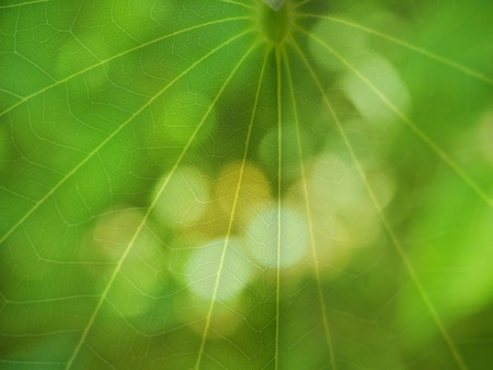 Leaves on the ground behind bokeh blur blurの写真素材